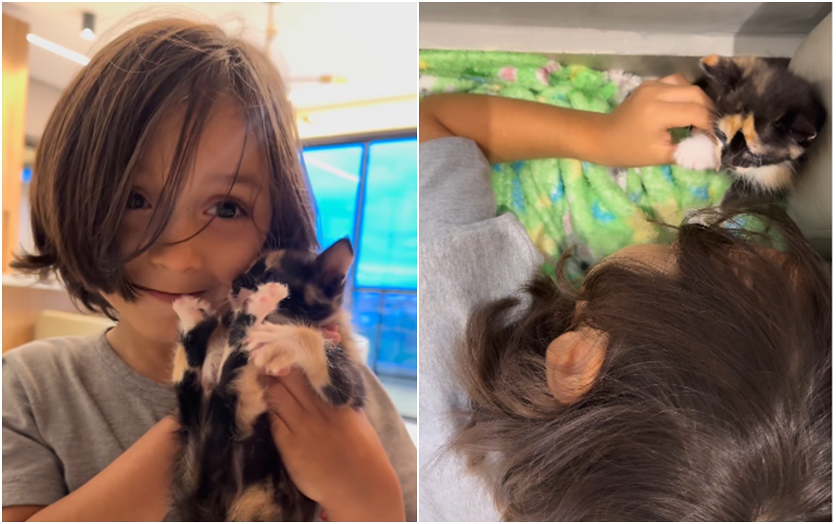 Menino faz ‘operação’ para esconder gato durante viagem de 400 km e adotá-lo em Goiás; vídeo 