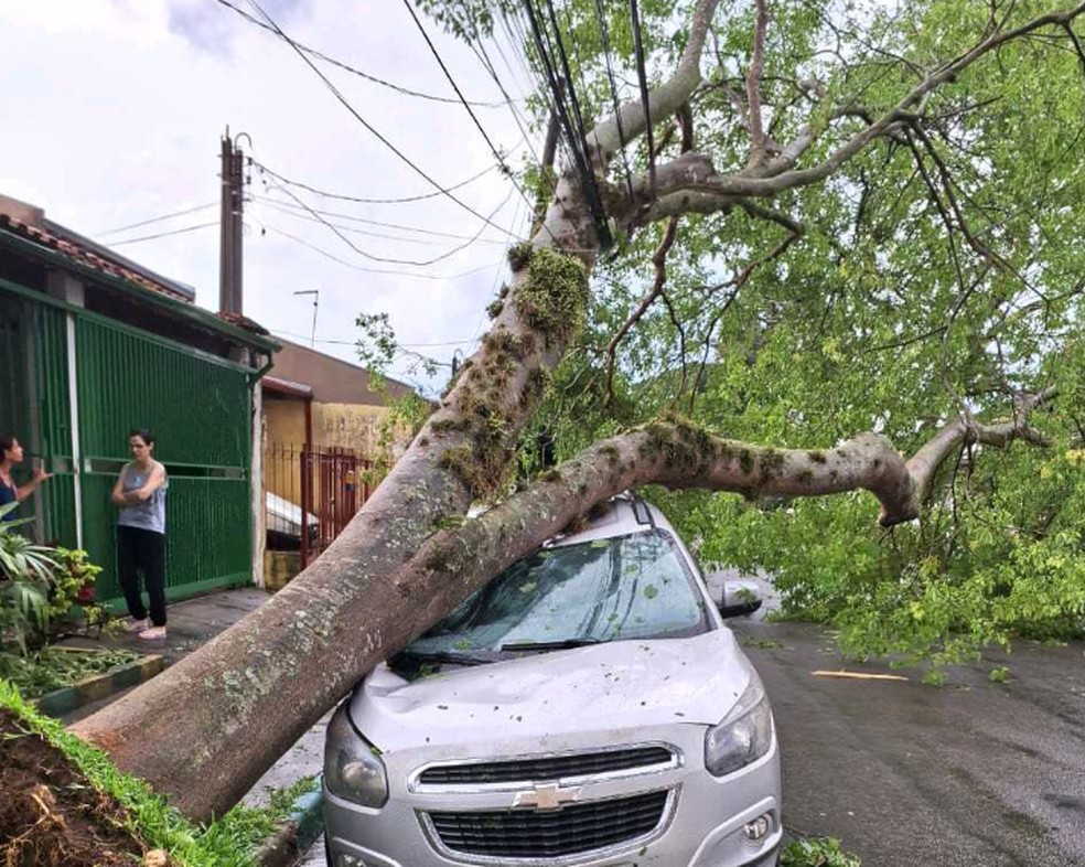 Com o temporal previsto, há possibilidade de quedas de árvores na região — Foto: Claudio Lisboa/Aplicativo Vanguarda Repórter