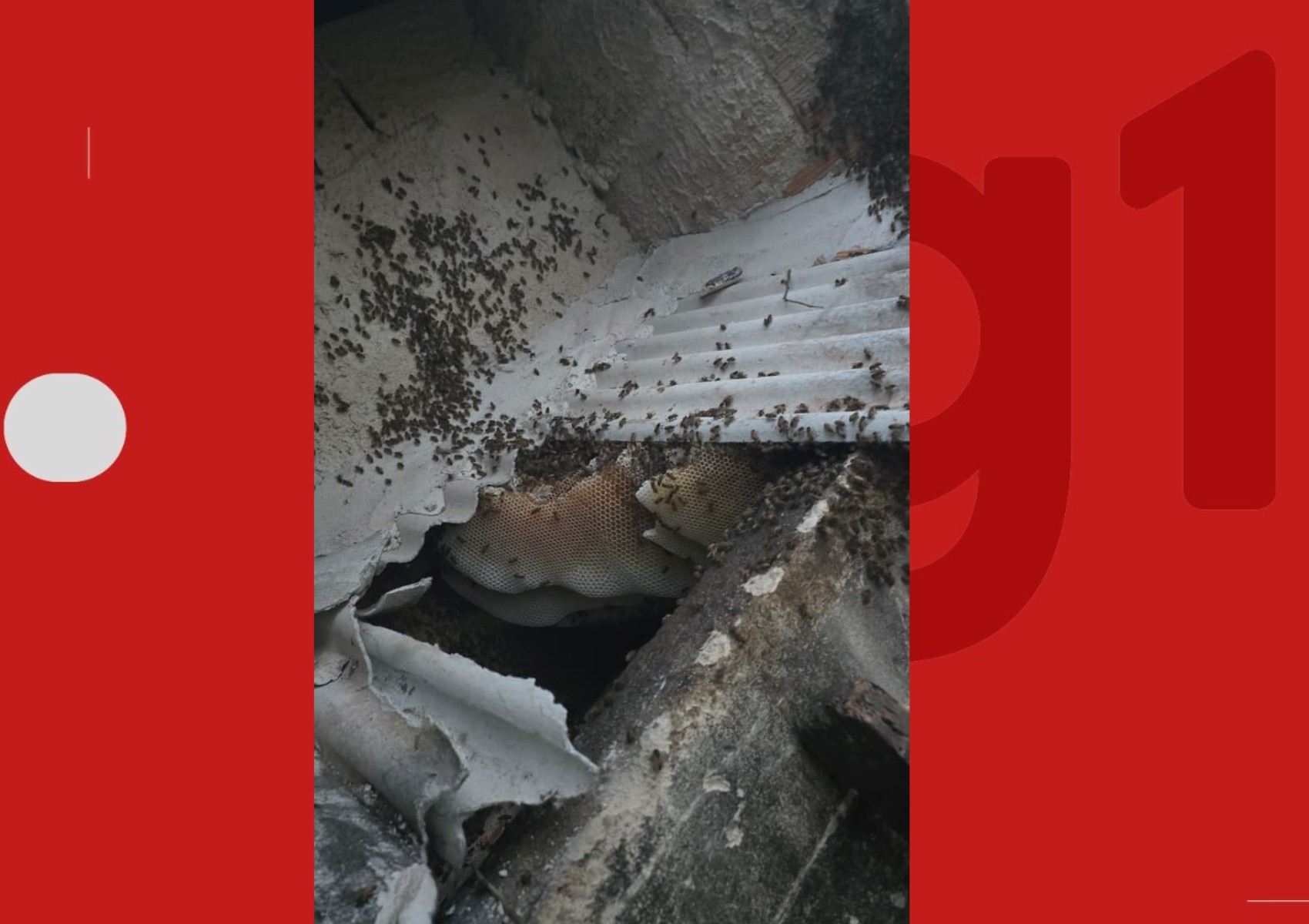 Quatro cachorros morrem e duas pessoas ficam feridas após ataque de abelhas no sul da Bahia