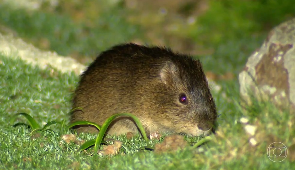Preás-de-Moleques-do-Sul vivem em ilha de SC — Foto: TV Globo/ Reprodução