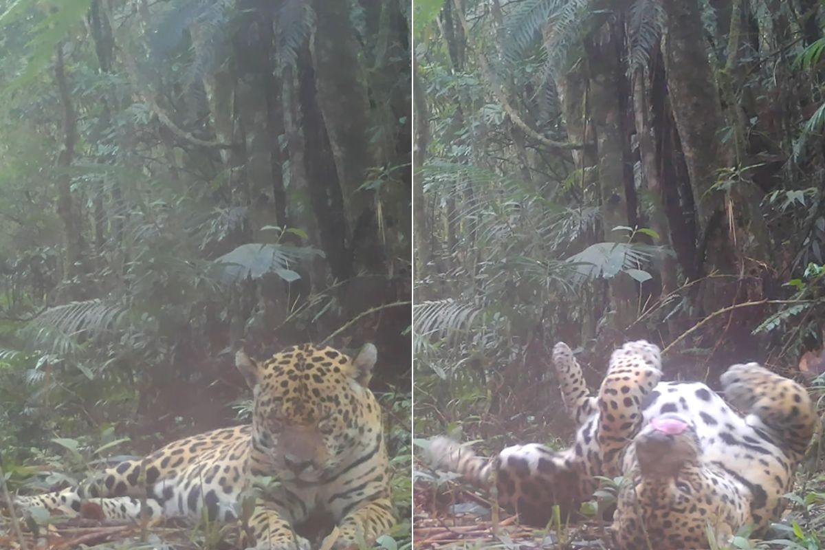 Maior felino das Américas é flagrado descansando em unidade de conservação; ASSISTA
