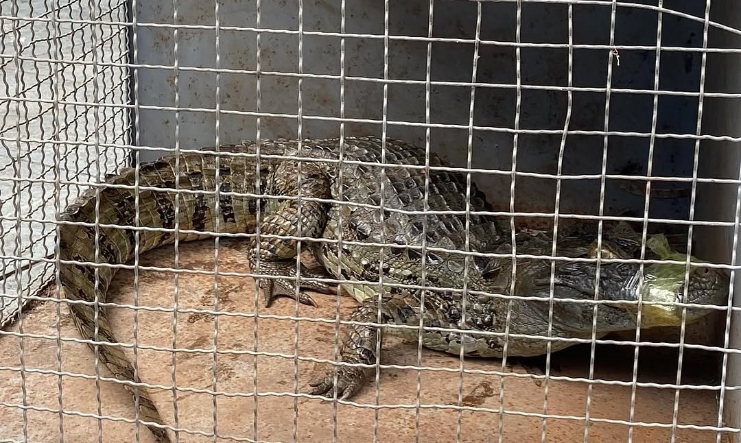 Jacaré capturado após 4 meses de tentativas na fronteira entre Brasil e Argentina ganha 'nova casa' em SC