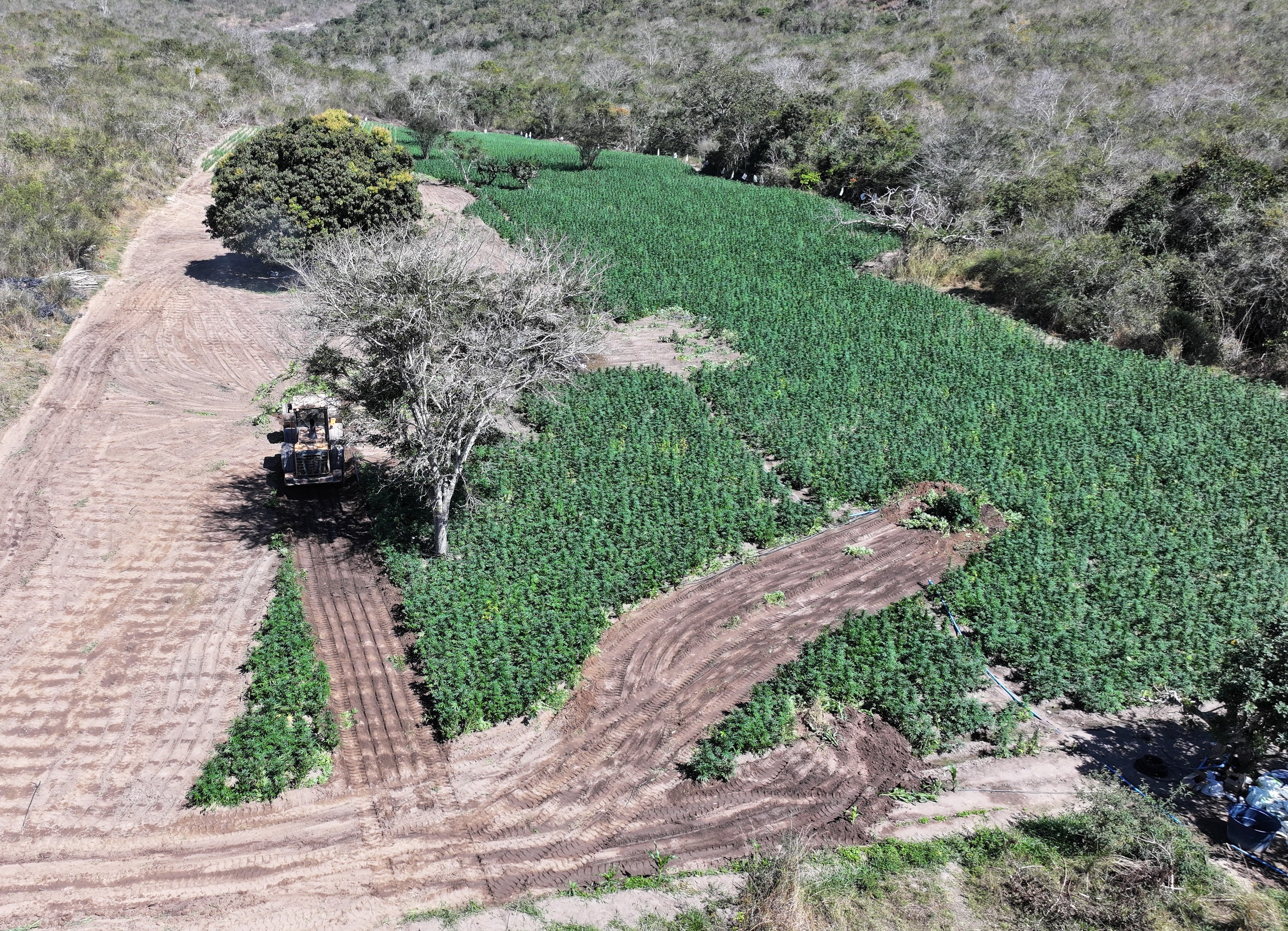 Polícia incinera 1,9 tonelada de maconha e destrói plantação com 60 mil pés em Cachoeira de Pajeú