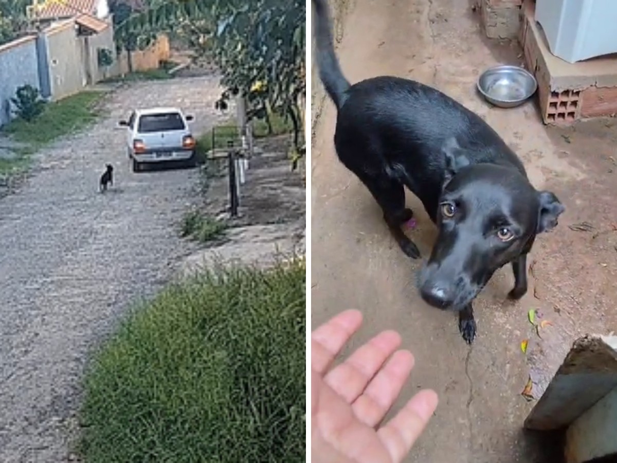 VÍDEO: cachorrinha corre em volta de veículo após ser abandonada em Campinas