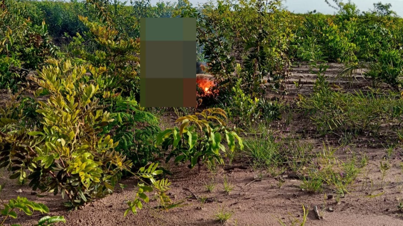 Vídeo: dois cachorros morrem eletrocutados após encostarem em fio caído no Piauí