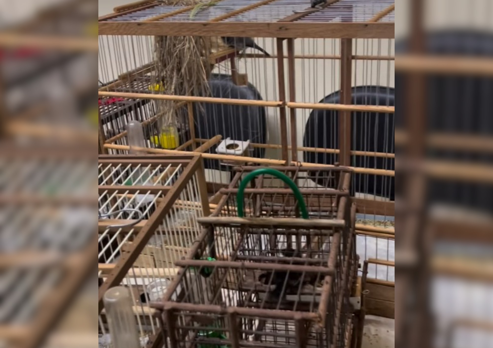 Pai é preso por crime ambiental enquanto polícia buscava filho foragido da justiça em Cerqueira César