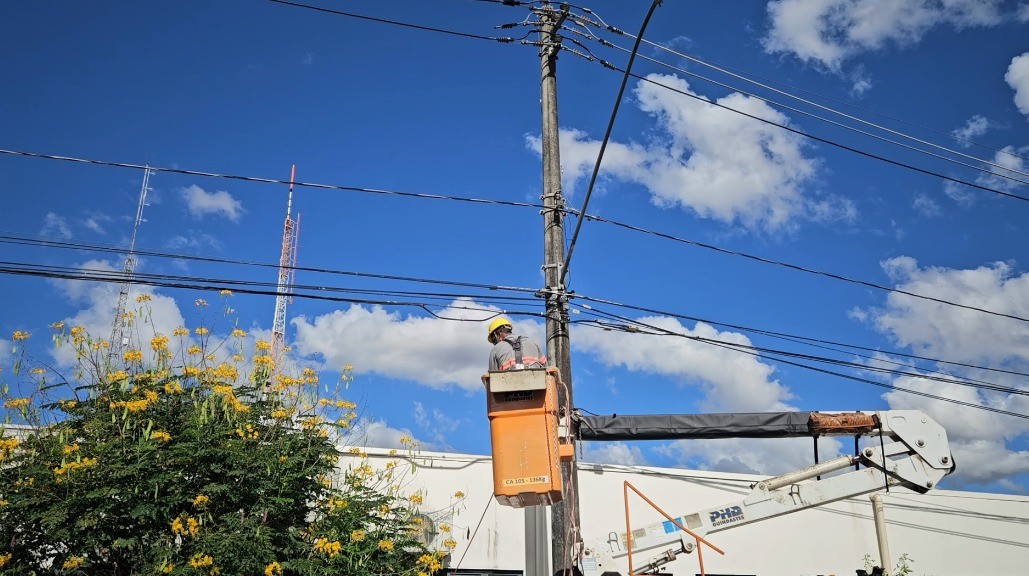Macaco-prego provoca falta de energia ao caminhar em fios no bairro Umuarama em Uberlândia, diz UFU