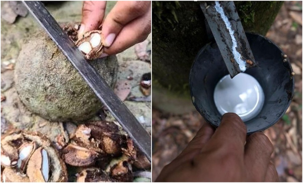 Acre produz mais 10 mil toneladas de borracha e castanha e se destaca em pesquisa do IBGE — Foto: Agência Pará/Divulgação e SOS Amazônia