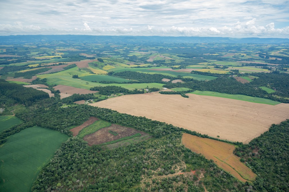 Área de desmatamento da Mata Atlântica no Paraná, em sobrevoo da SOS Mata Atlântica em março de 2023. — Foto: Zig Koch/SOS Mata Atlântica