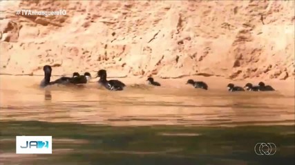 Pesquisadores encontram filhotes de pato-mergulhão no Jalapão