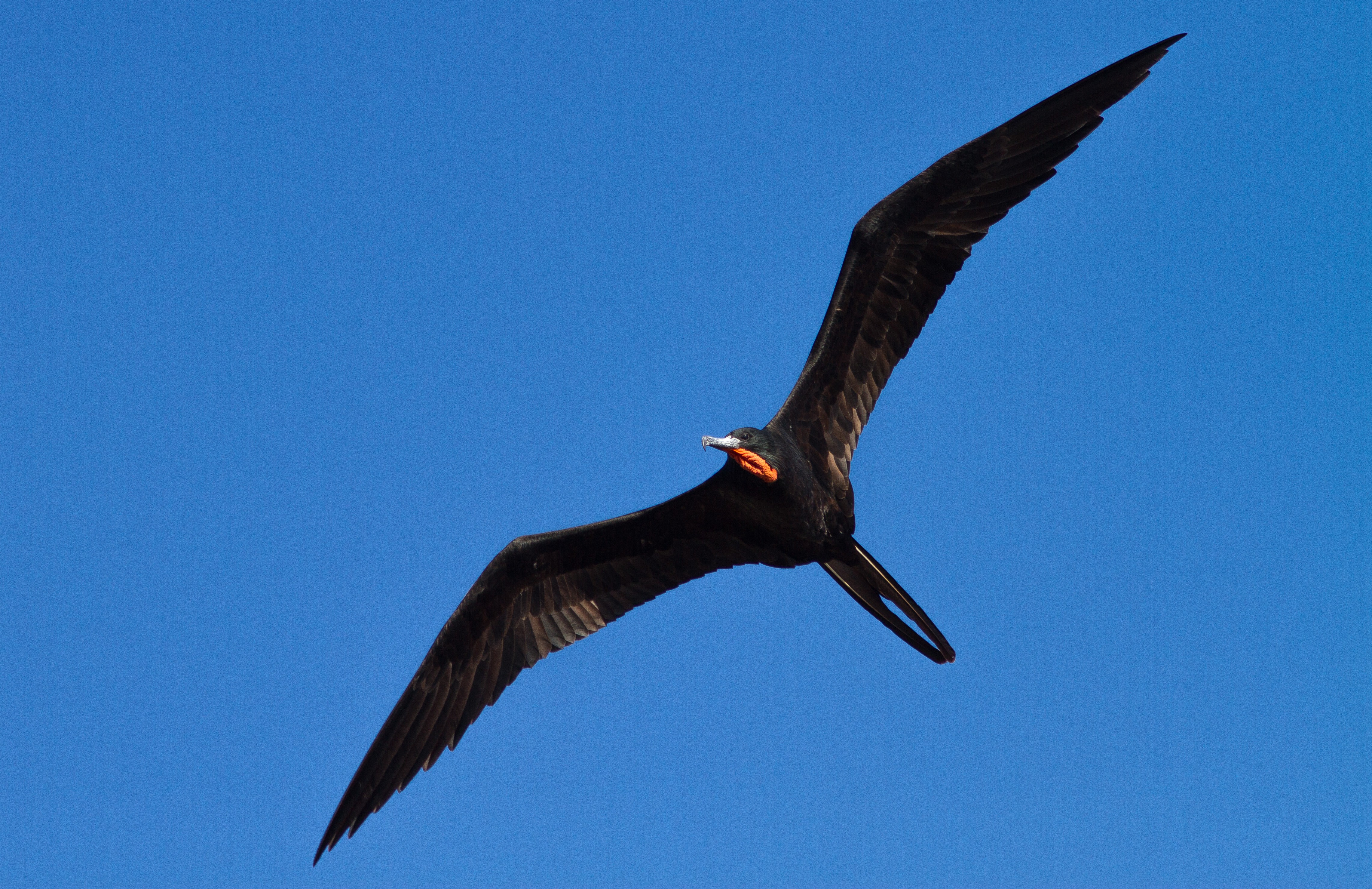 Você Não Tá Convidada pro Meu Bat Mitzvá!