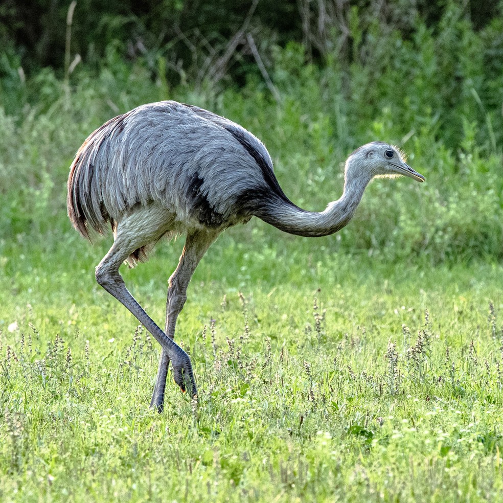 As emas são restritas a América do Sul, sendo encontradas pela Bolívia, Paraguai, Uruguai, Argentina e Brasil — Foto: Marcia Morris/iNaturalist
