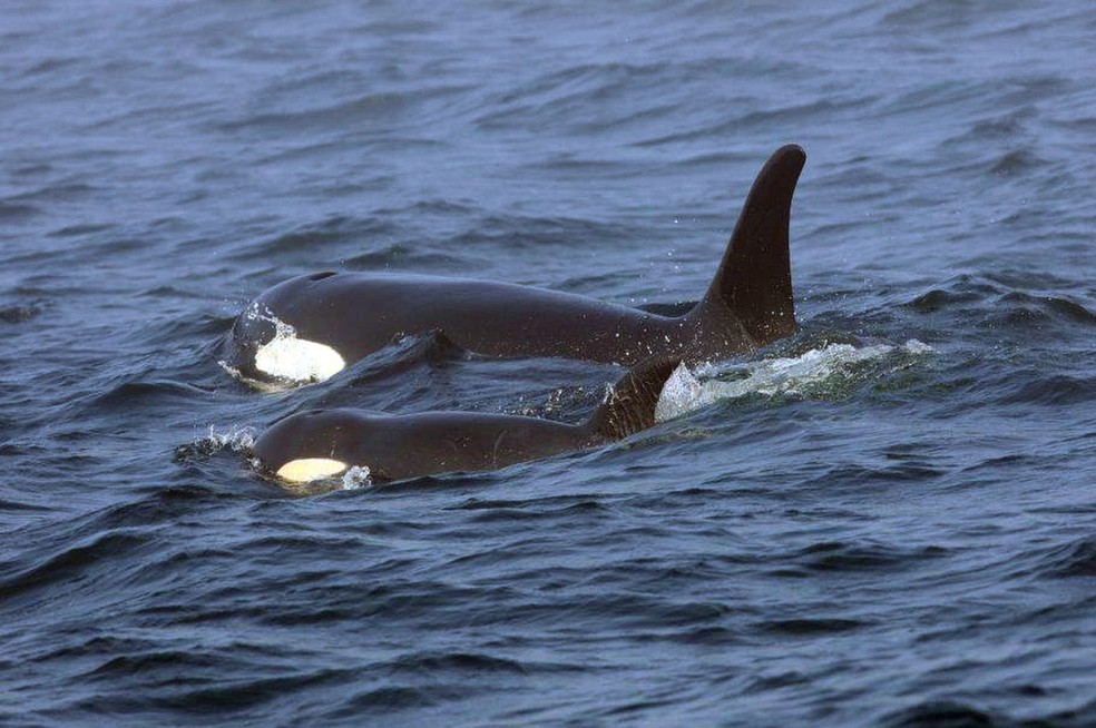 As orcas são consideradas uma espécie considerada criticamente em perigo de acordo com a Lista Vermelha de Espécies Ameaçadas da União Internacional para a Conservação da Natureza. — Foto: Reprodução/AP