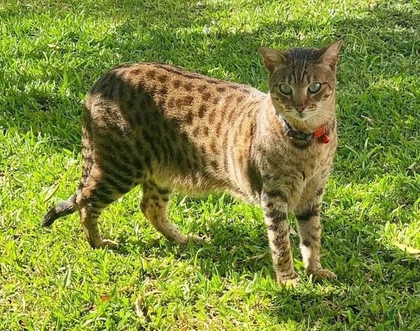 Gato mais caro do mundo? Conheça o Savannah, híbrido de felino selvagem com  filhotes por até R$ 120 mil, Campinas e Região