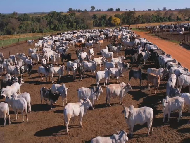 Demanda em alta sustenta cotação do boi