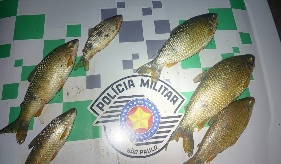 Homem é multado por transporte de peixes nativos em Paulicéia (SP) — Foto: Polícia Militar Ambiental