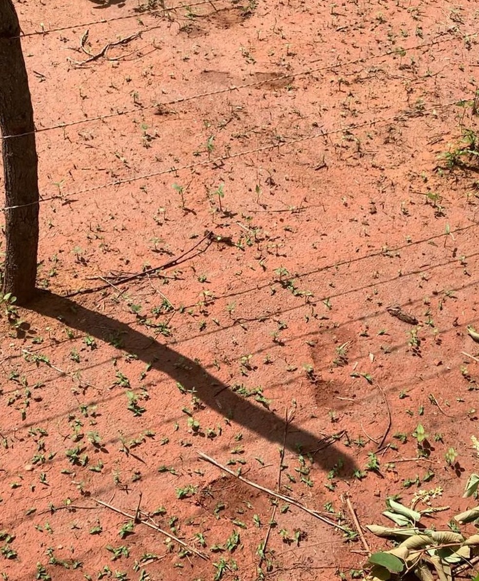 Pegadas encontradas em plantação de bananas na área rural de Baraúna (RN), onde fugitivos podem ter passado — Foto: Cedida