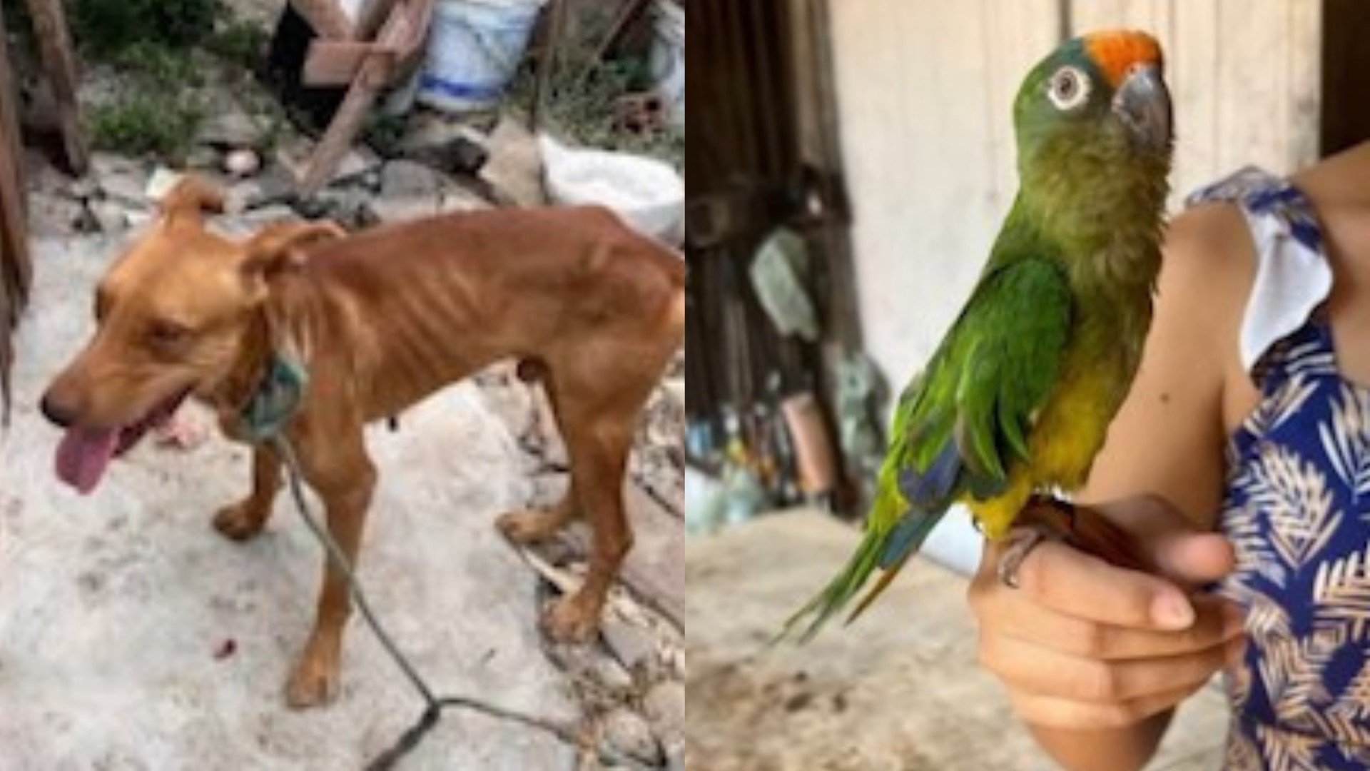 Cachorro e periquito são resgatados durante operação contra maus-tratos no Marajó