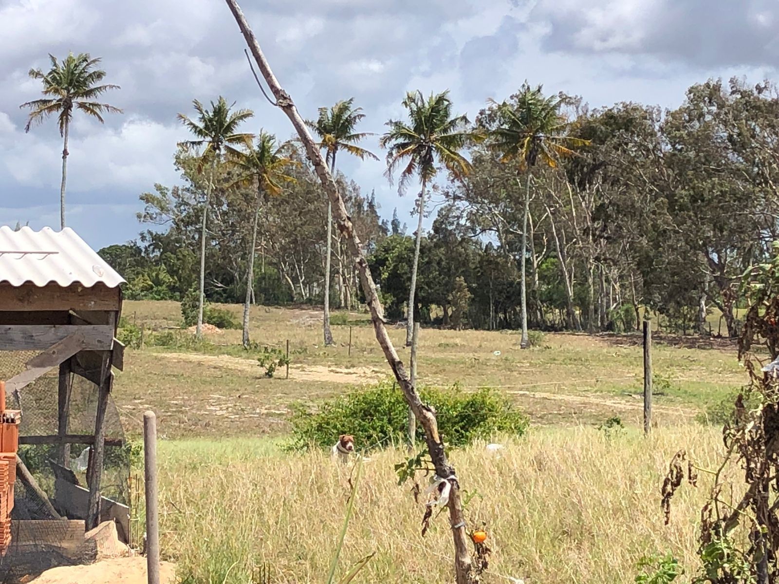 Cães invadem galinheiro e matam mais de dez aves em São João da Barra