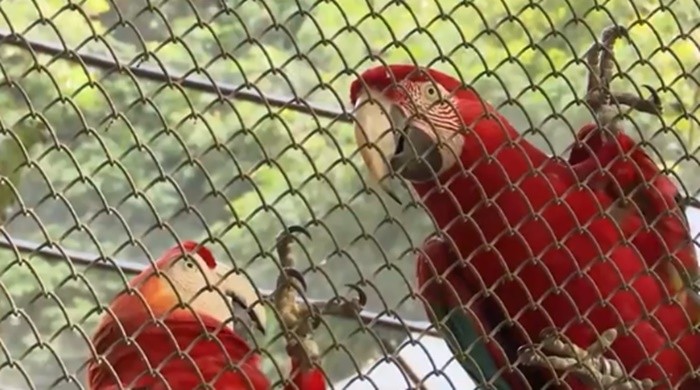 Ave roubada do zoológico da Bica, em João Pessoa, é encontrada 