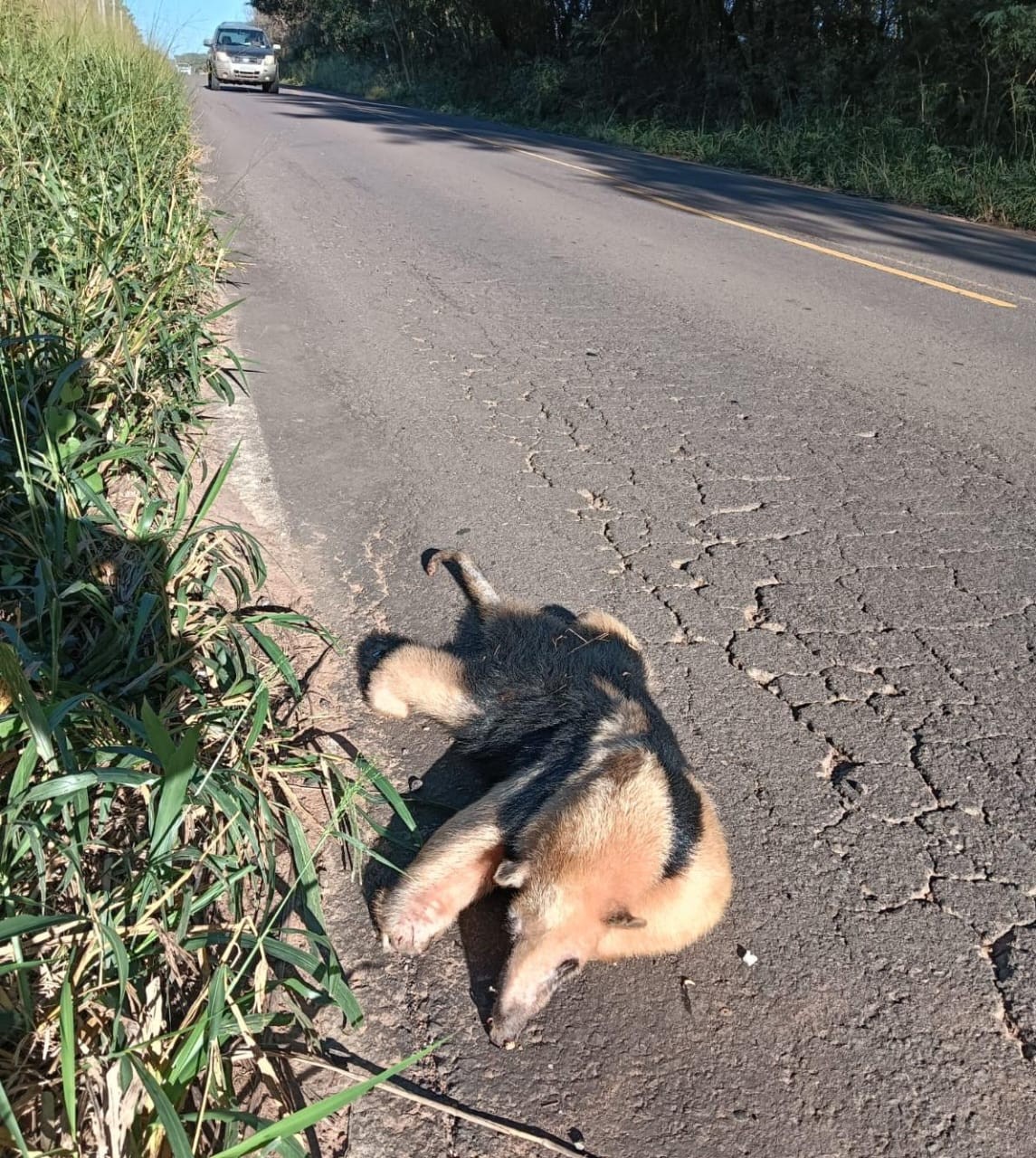 Tamanduá-mirim morre atropelado em estrada vicinal que corta reserva florestal em Presidente Epitácio
