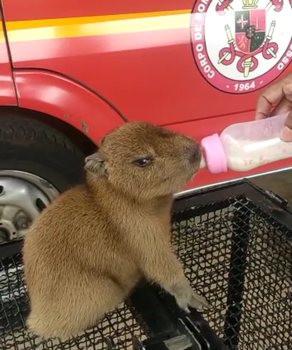 Bebe / Capivara - Mente Clara