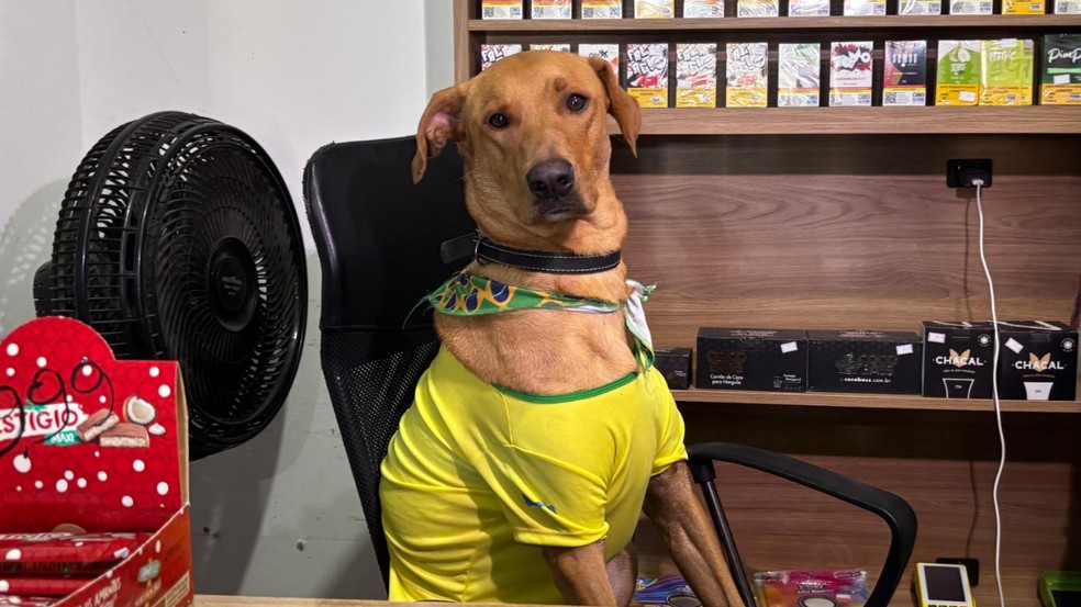 Cão caramelo vira ‘funcionário CLT' em mercado de SC e conquista as redes sociais — Foto: (Foto: Morgana Fernandes/NSC TV)