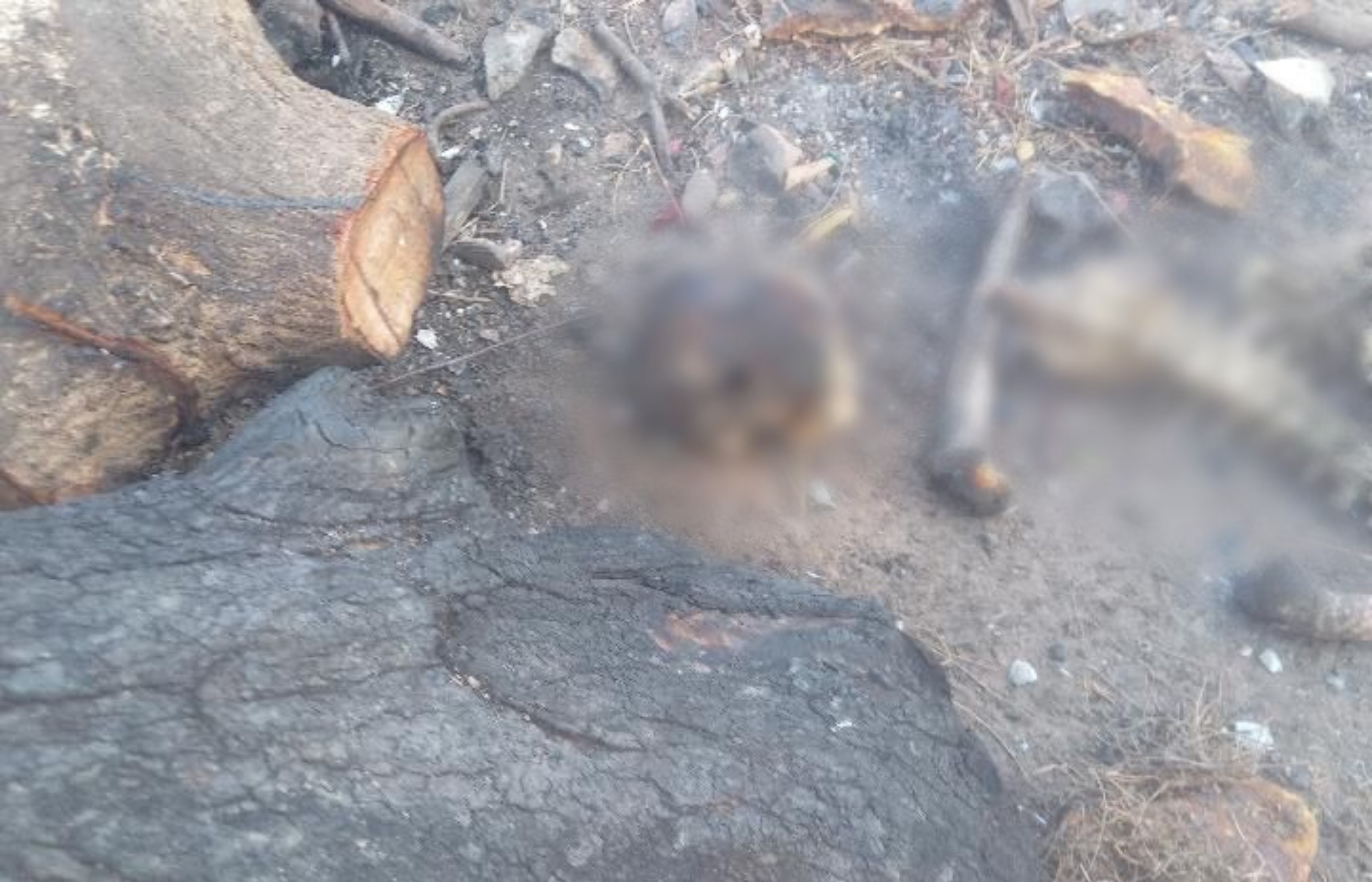 Ossadas humanas são encontradas por crianças em Boa Vista