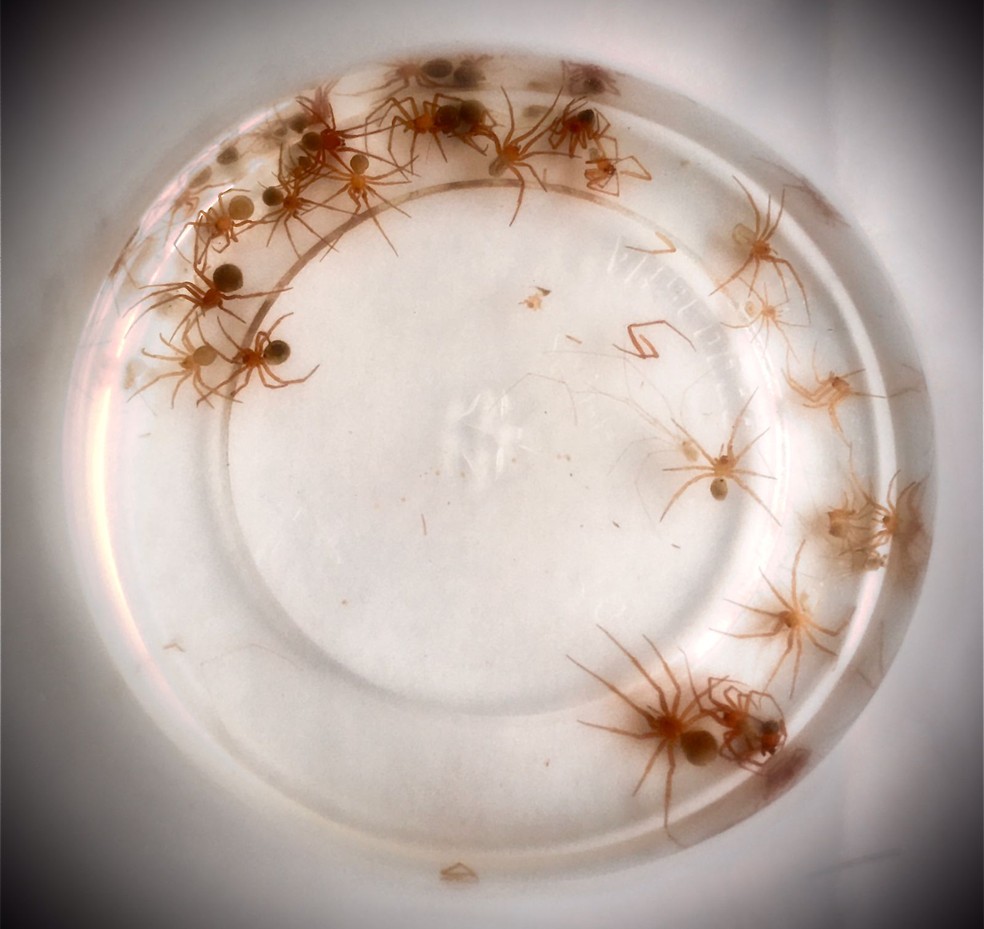 Imagem mostra aranhas venenosas na casa de homem que teve o dedo amputado após ser picado pelo animal — Foto: Alex Ferreira/TV Tribuna