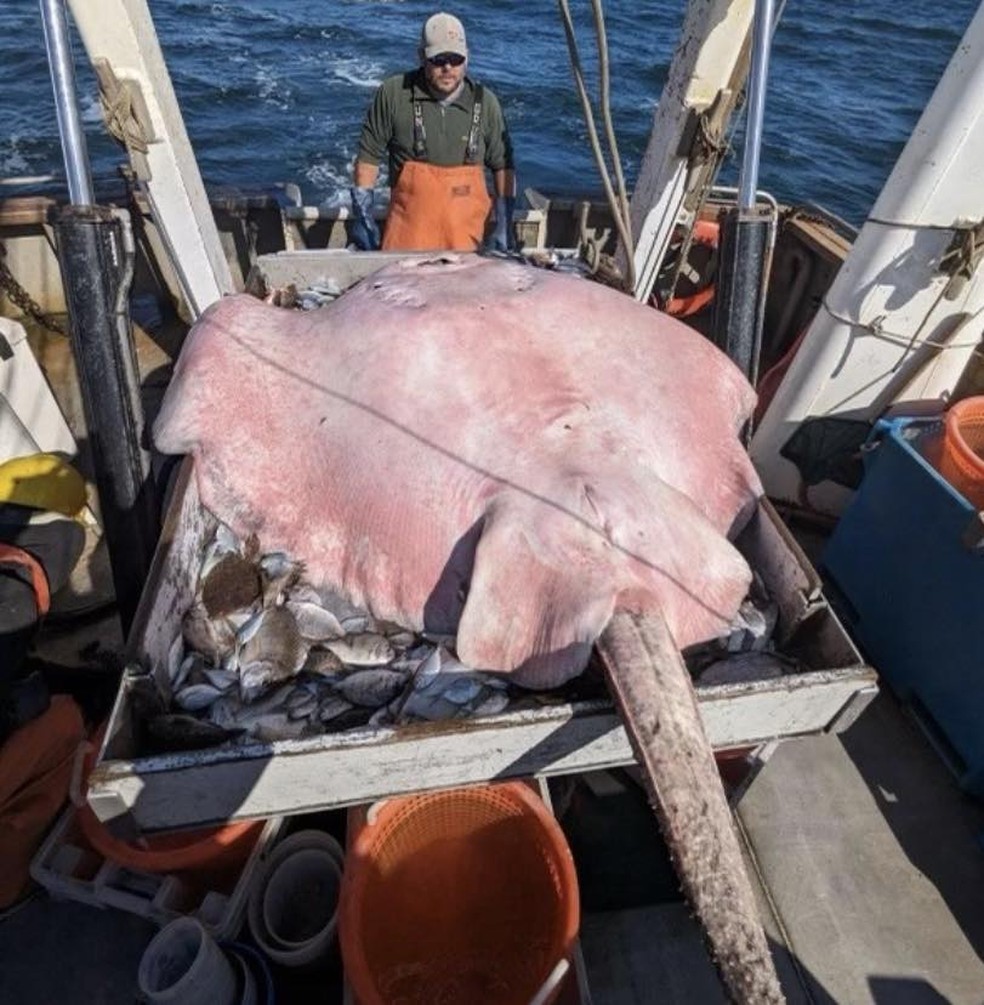 Raia gigante caiu na rede de pesquisadores dos EUA — Foto: Connecticut Fish and Wildlife