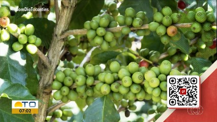 Calor pode afetar planta do café; veja mais detalhes no na reportagem do g1