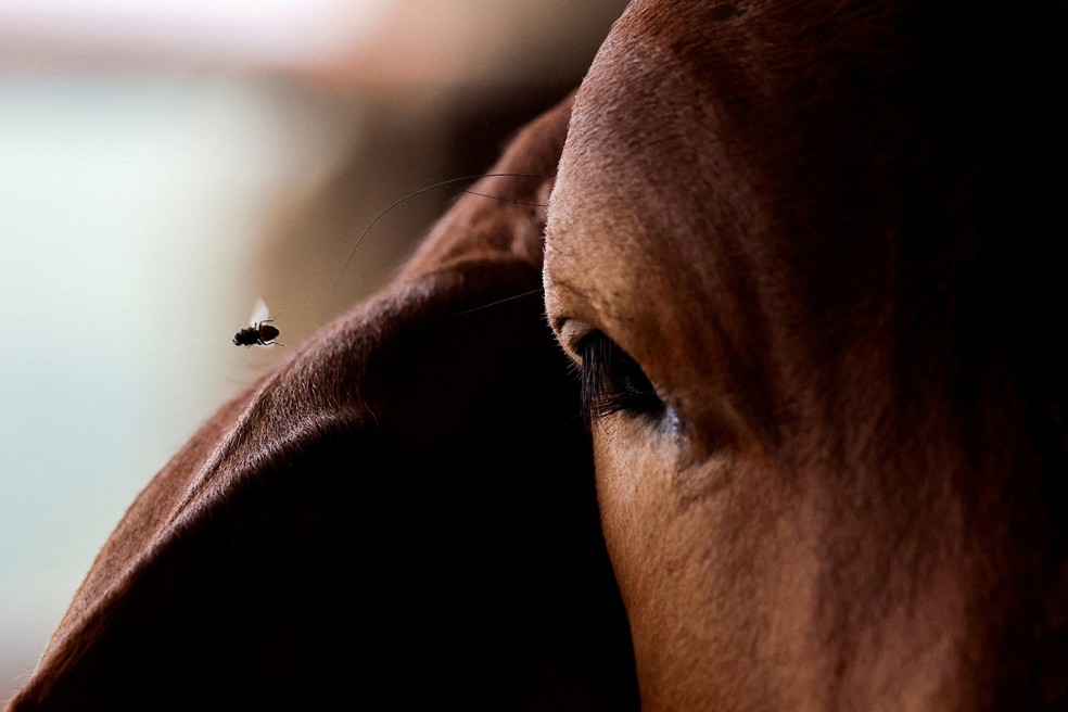 Mosca sobrevoa vaca em fazenda de gado em Tuxtla Gutiérrez, Chiapas, México, em 3 de julho de 2025, em meio ao esforço para conter a propagação da mosca-da-bicheira. — Foto: REUTERS/Daniel Becerril