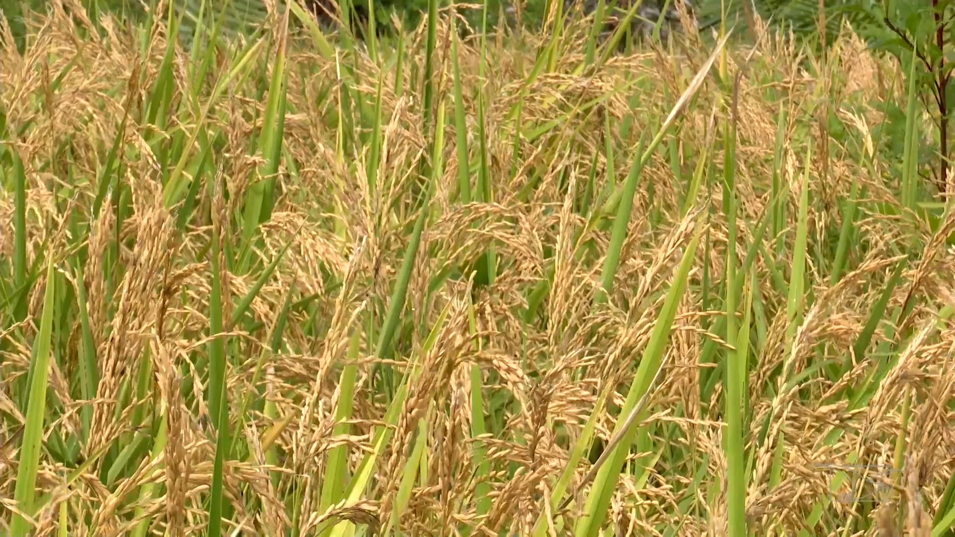 Mirante Rural destaca prevenção de queimadas, renegociação de dívidas e avanços da agricultura familiar no Maranhão