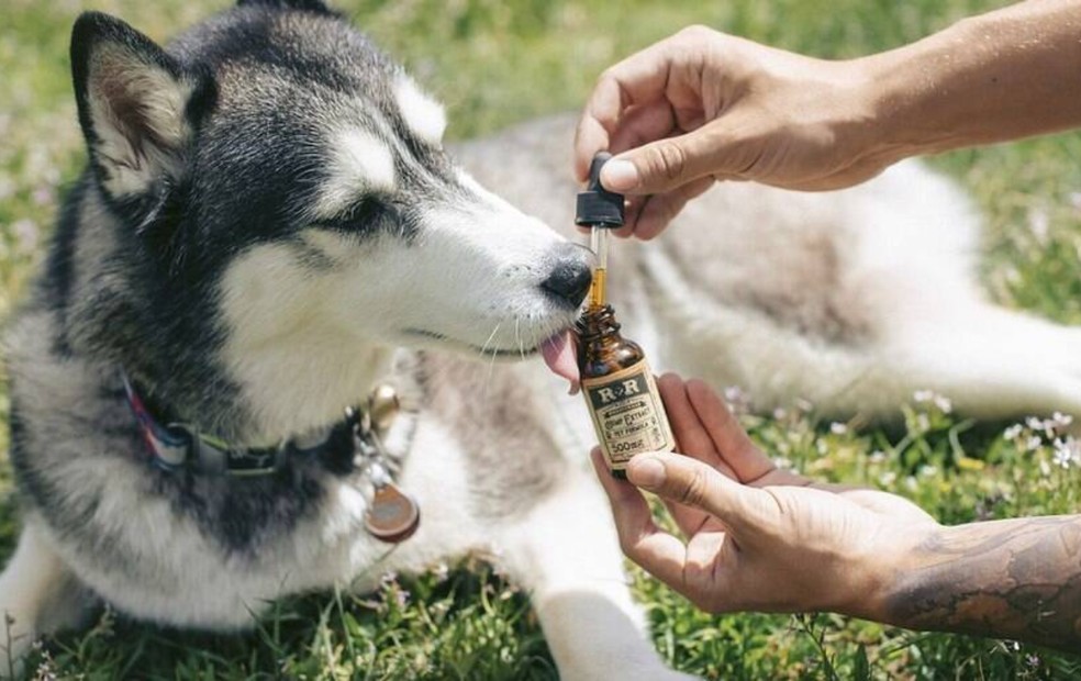 Tutores buscam cannabis medicinal para tratamento de pets no interior de SP — Foto: Pixabay/Reprodução