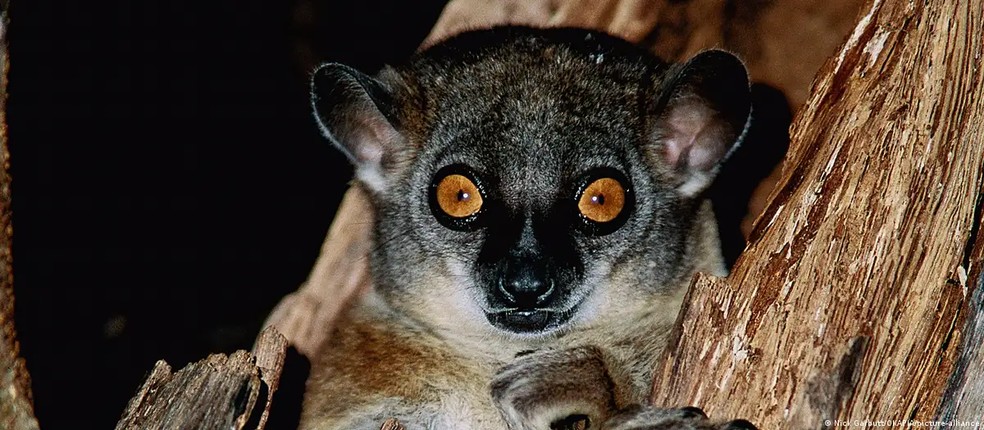 Destruição do habitat do lêmure de Madagascar para extração de madeira pode resultar na extinção do animal — Foto: Nick Garbutt/OKAPIA/picture-alliance