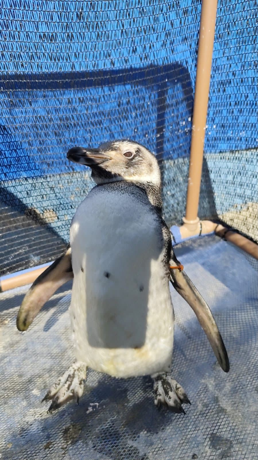 Saiba por que os pinguins-de-Magalhães aparecem nas praias de Angra dos Reis e Paraty
