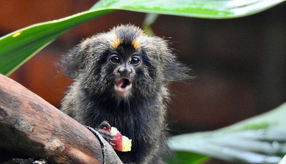 1 de 10
Zoo de Bauru registrou 14 nascimentos em 2024, incluindo de esp&eacute;cies em extin&ccedil;&atilde;o &mdash; Foto: Julia Pitta/Divulga&ccedil;&atilde;o