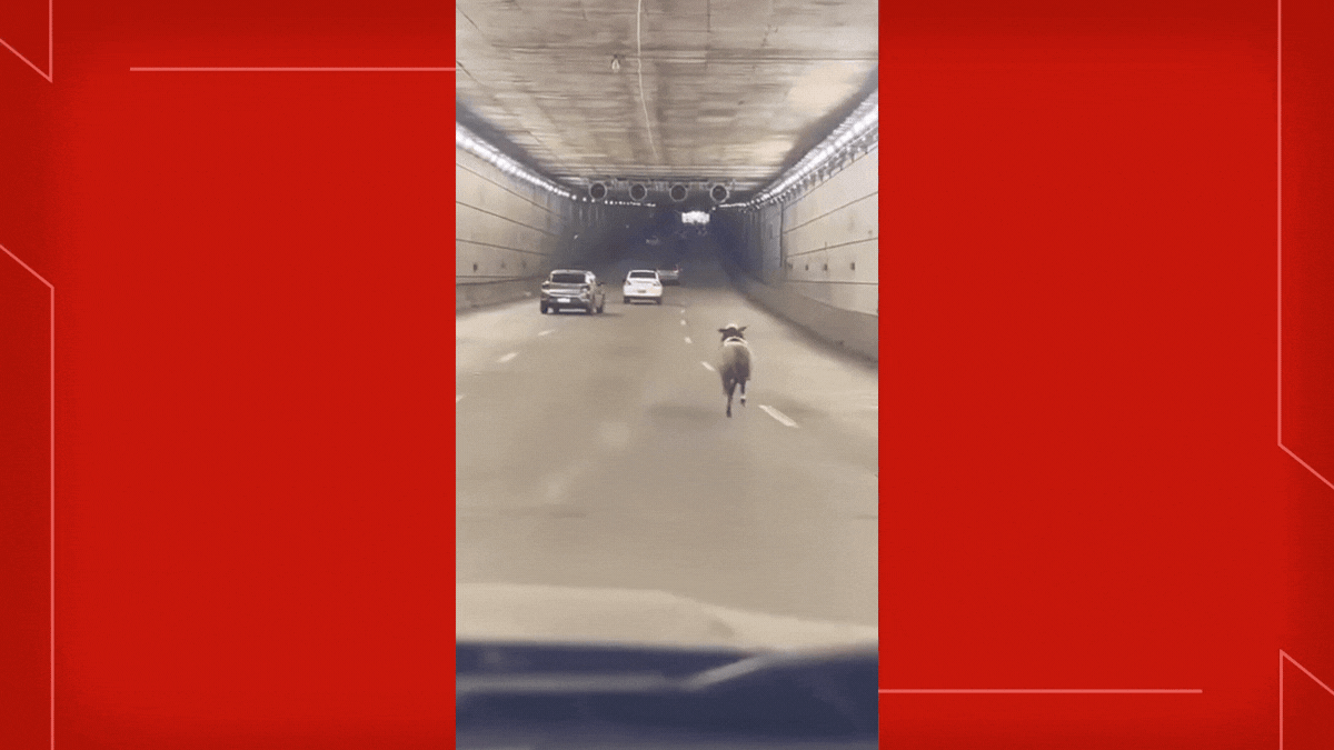VÍDEO: ovelha é flagrada correndo entre carros no túnel Rei Pelé, no DF