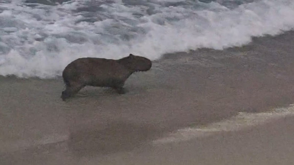 Capivara é flagrada se refrescando no mar do Arpoador; VÍDEO