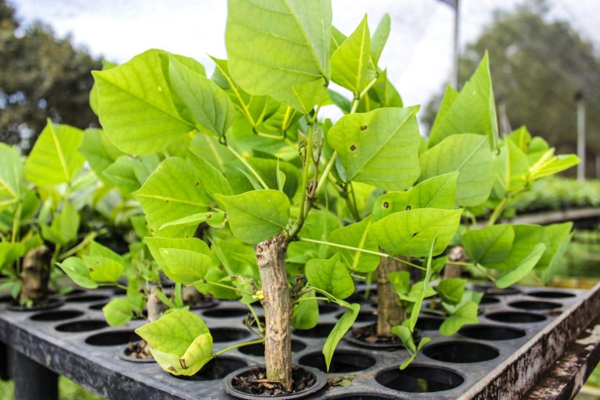 Viveiro Produz Um Milhão De Mudas Para Reflorestar 580 Hectares De áreas Degradadas Em Três 0665