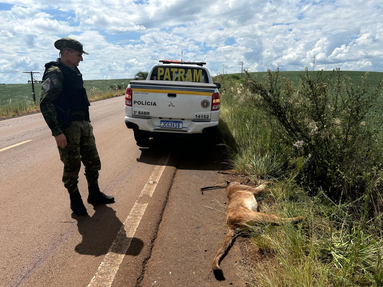 Onça-parda, espécie ameaçada de extinção, é encontrada morta às margens da ERS-126, em Ibiaçá