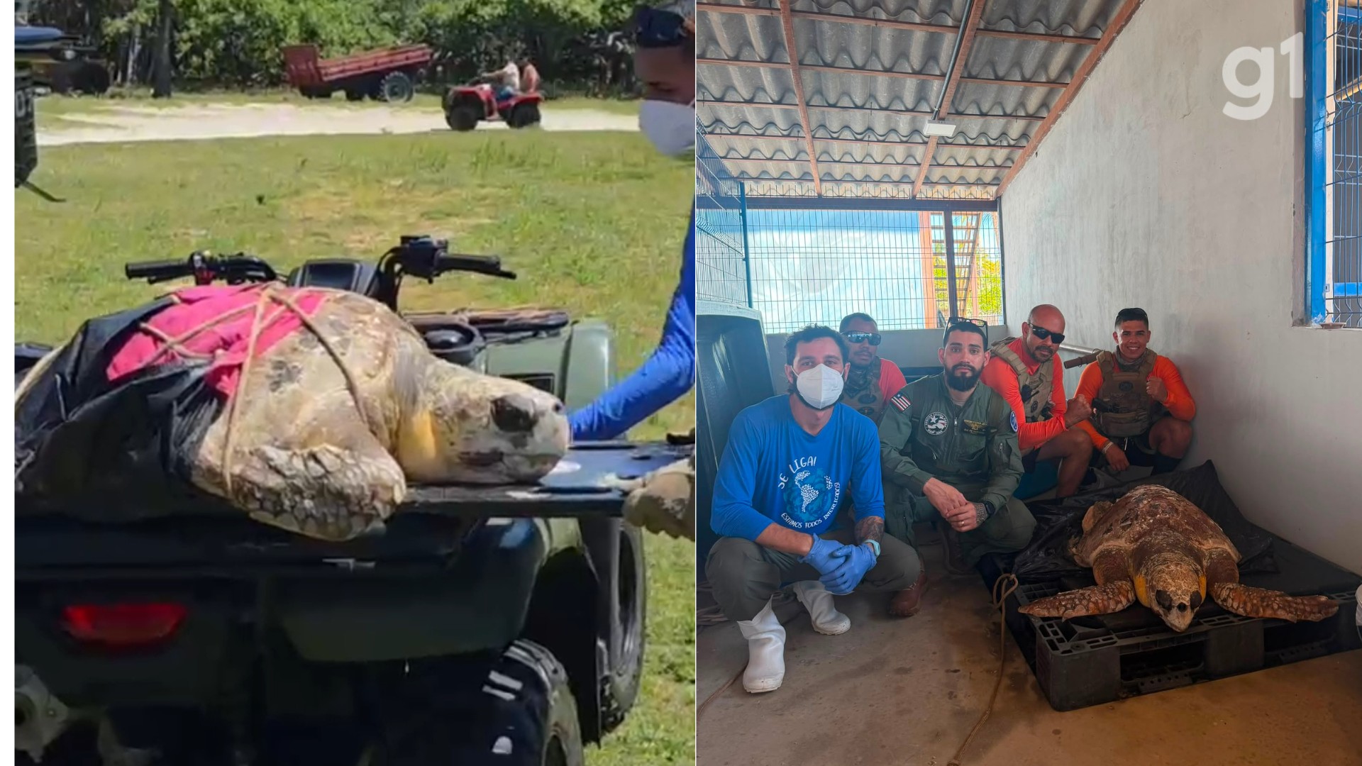 Tartaruga é resgatada de helicóptero após ser encontrada em faixa de areia nos Lençóis Maranhenses