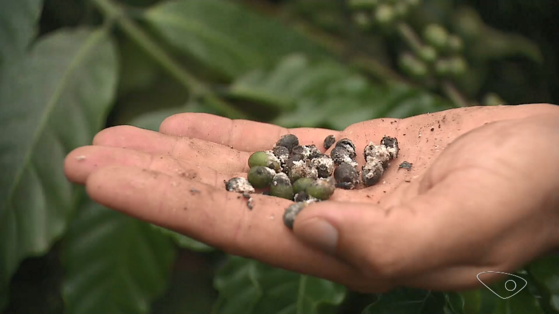 Nova espécie da praga cochonilha ataca galhos, troncos e frutos dos cafezais