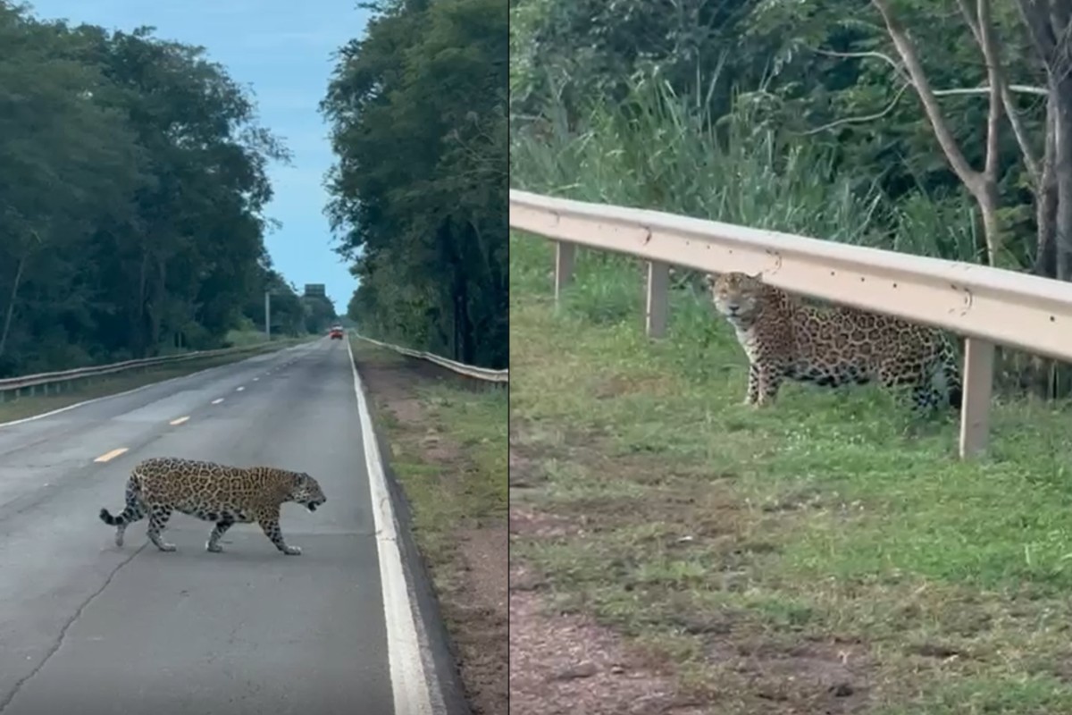 Onça-pintada atravessa rodovia no Pantanal e cena rara impressiona amigos; veja vídeo