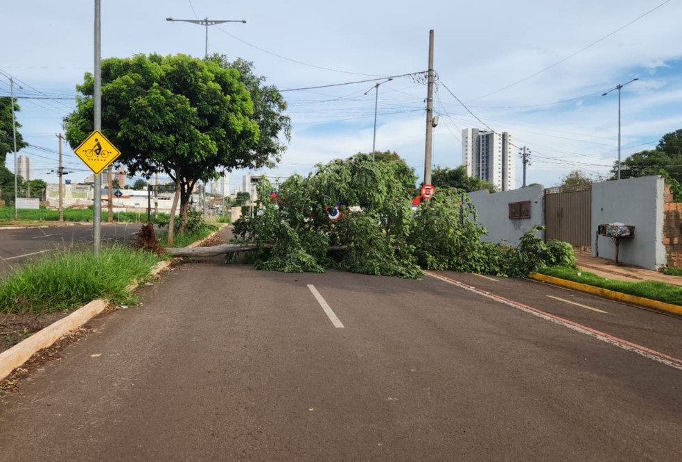 Na Rua E&ccedil;a de Queiroz, uma &aacute;rvore caiu sobre a via e tamb&eacute;m interditou o tr&acirc;nsito. &mdash; Foto: S&eacute;rgio Saturnino, TV Morena