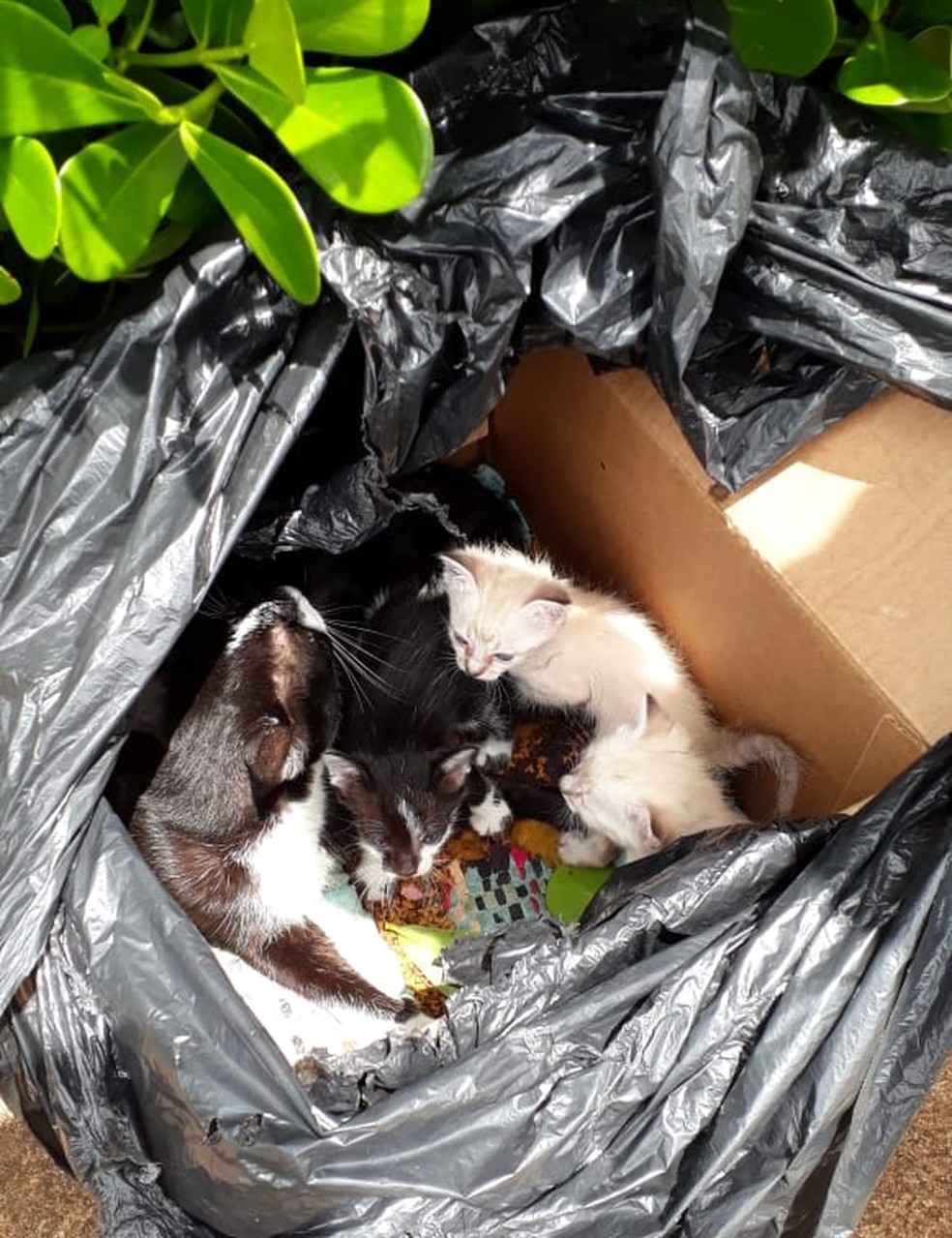Gatos são abandonados em saco de lixo — Foto: Marcia Silva