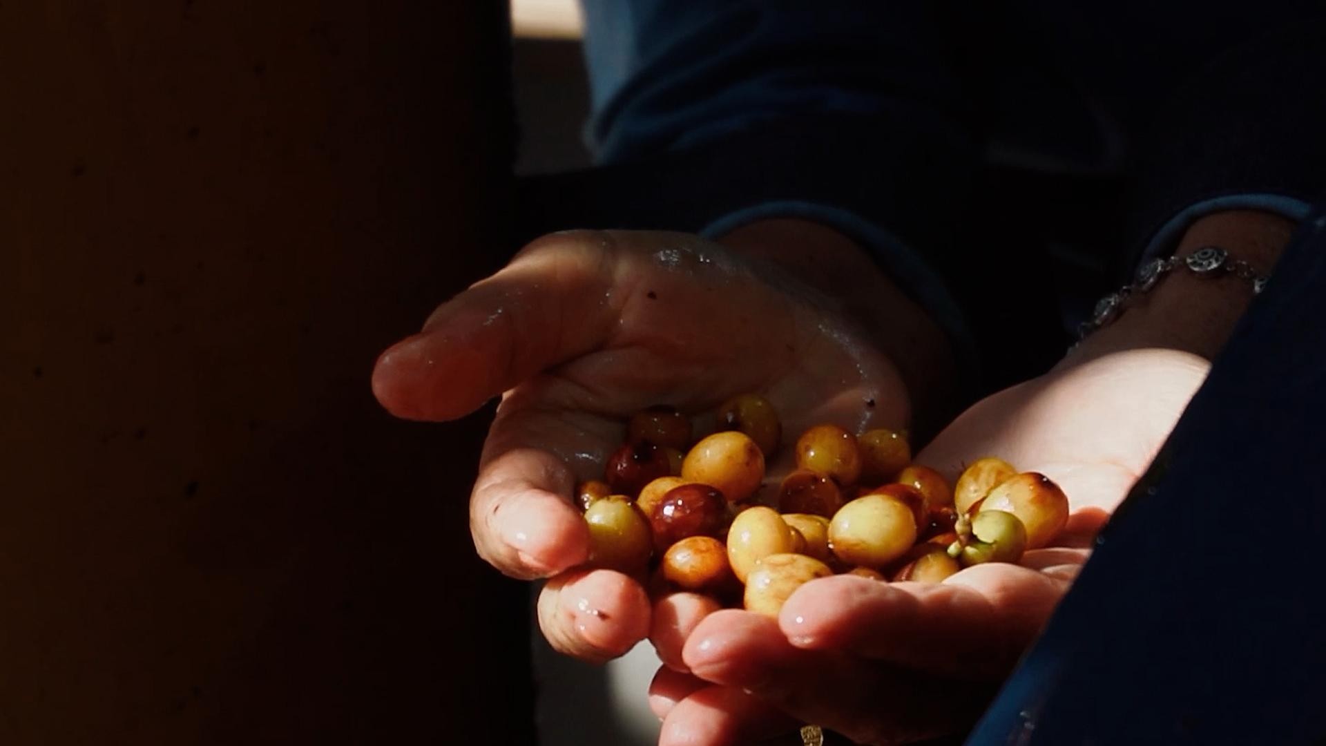 Uma saca de café pode retirar até 100 kg de carbono da atmosfera
