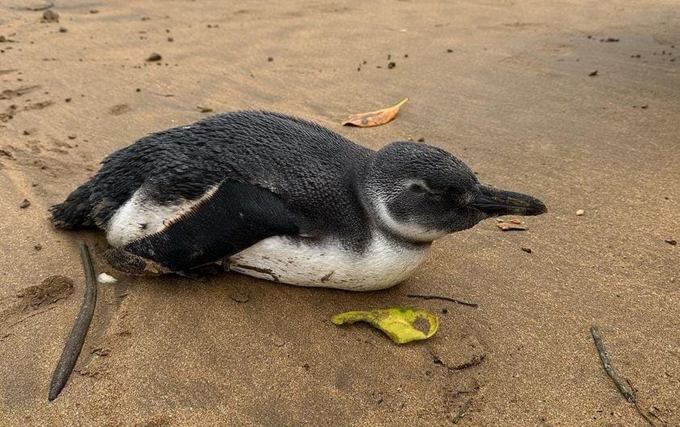 Pinguim é encontrado em praia de Anchieta, no sul do Espírito Santo — Foto: Reprodução/Redes sociais