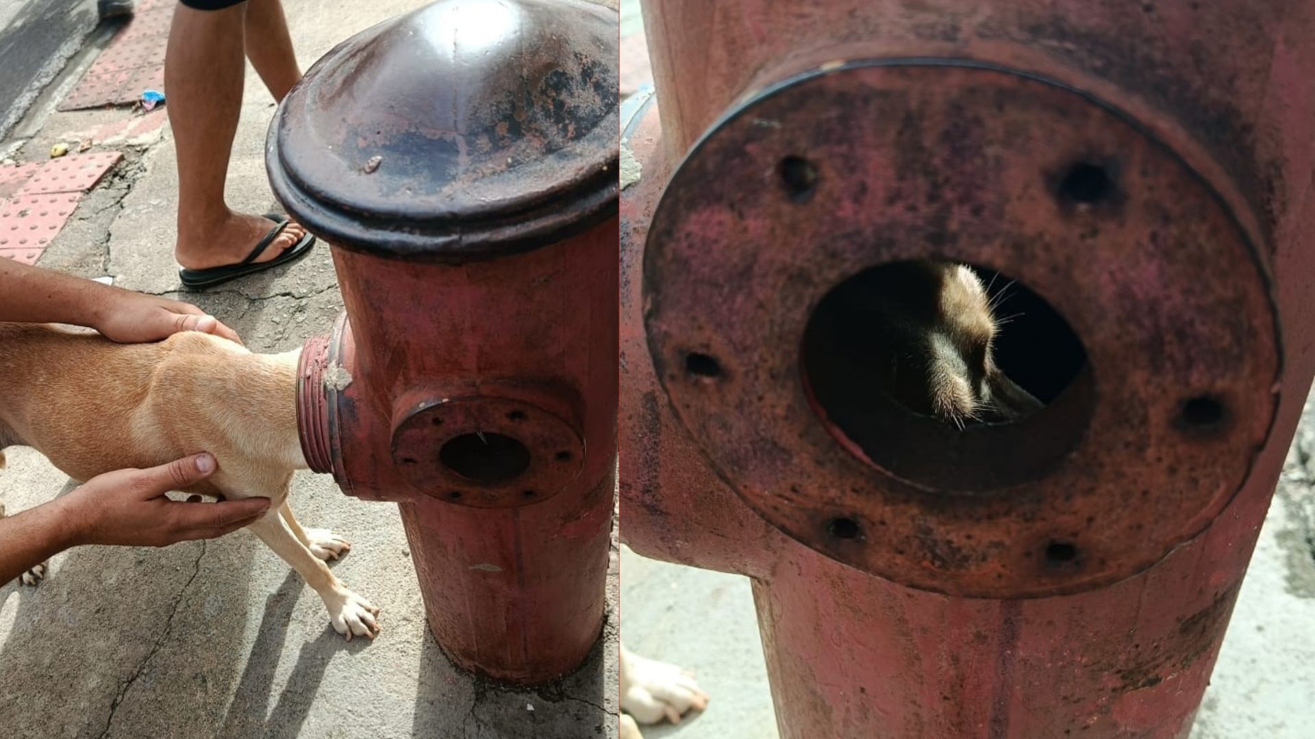 Cadela fica com a cabeça presa em hidrante, preocupa moradores e é resgatada por bombeiros em Cariacica