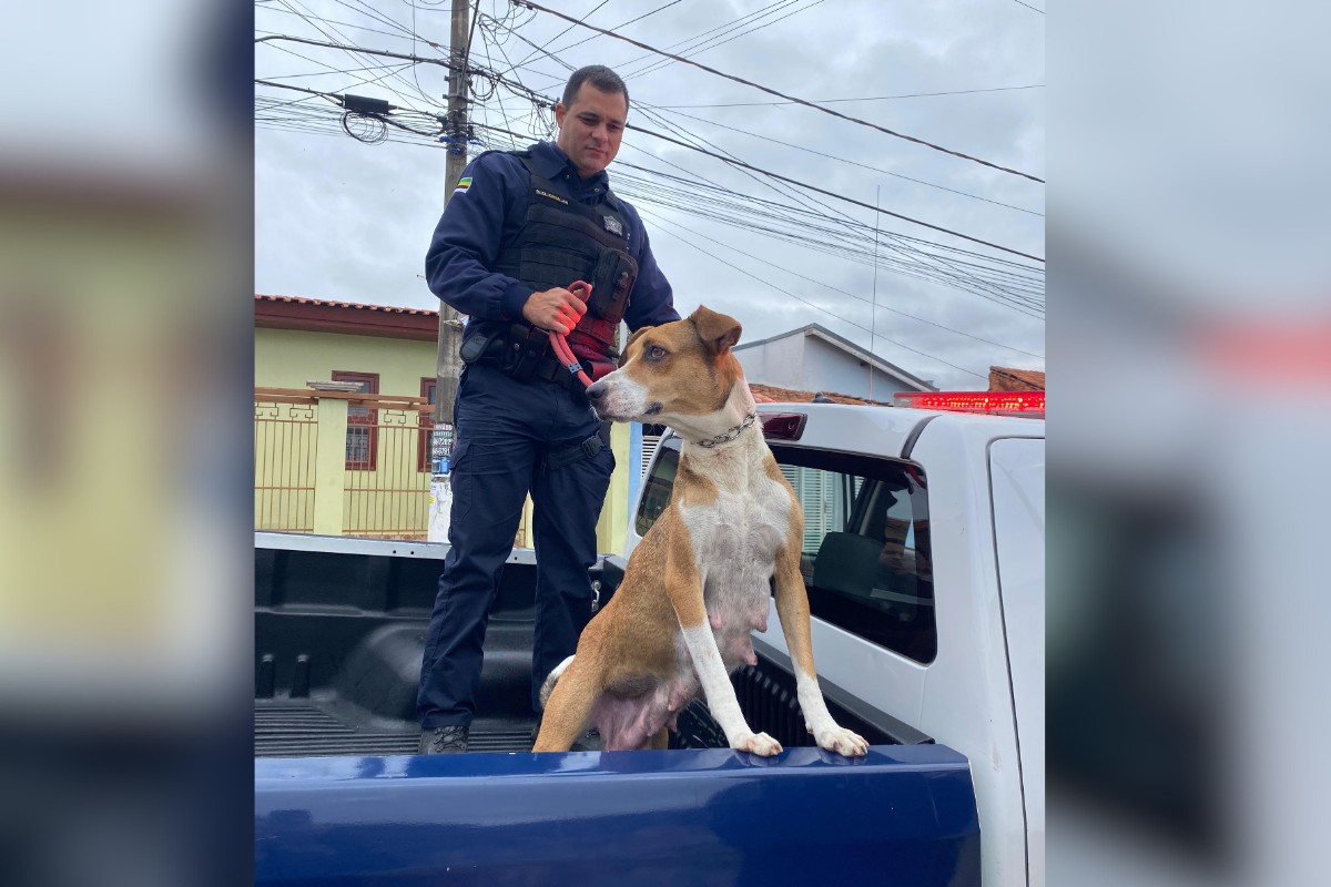 VÍDEO: polícia resgata cadela e filhotes em situação de maus-tratos no interior de SP